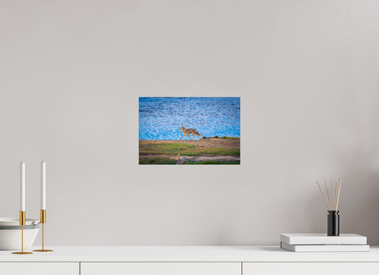 Coyote on the Prowl | Yellowstone National Park Fine Art Print