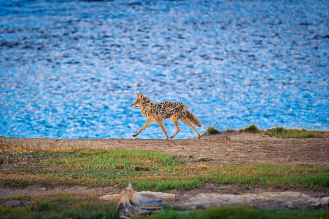 Coyote on the Prowl | Yellowstone National Park Fine Art Print