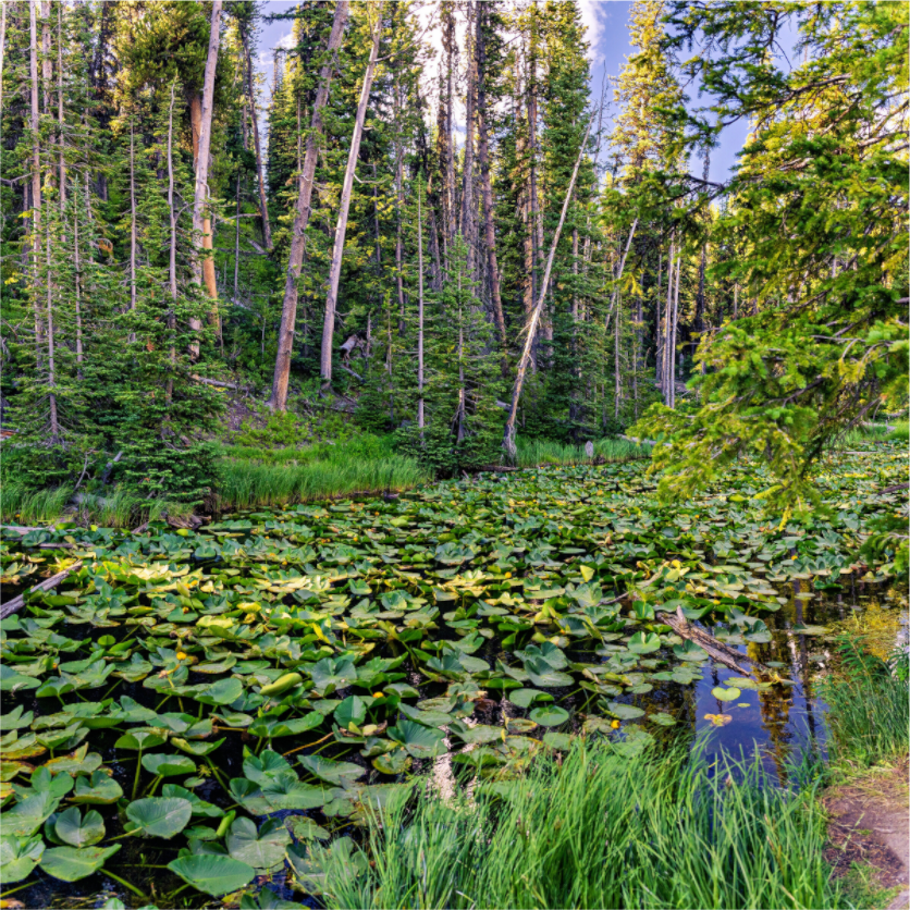 Continental Divide Serenity | Yellowstone National Park Fine Art Print