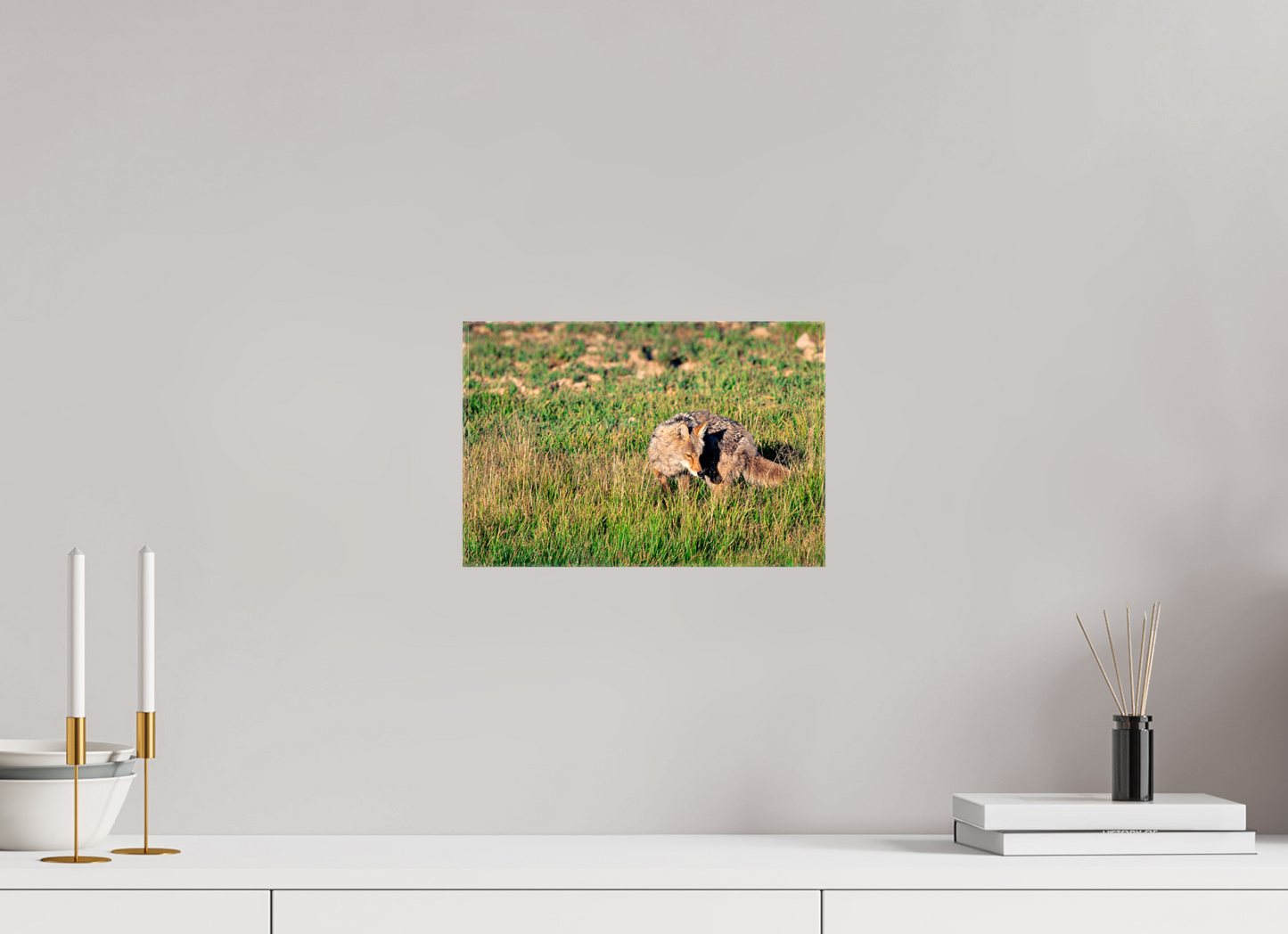Coyote | Yellowstone National Park Fine Art Print