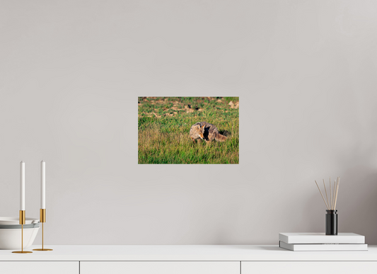 Coyote | Yellowstone National Park Fine Art Print