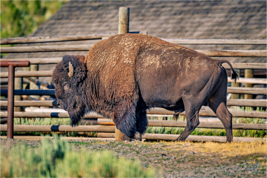 Spirit of Yellowstone -Yellowstone National Park Fine Art Print