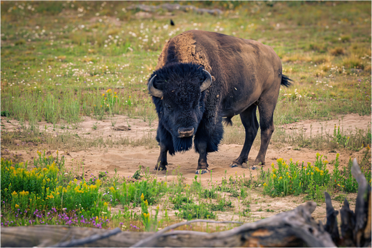 Bison | Yellowstone National Park Fine Art Print