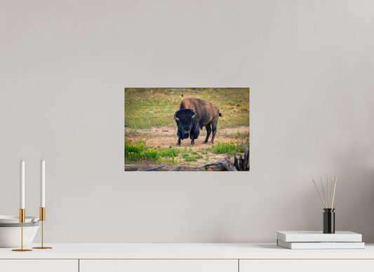 15 x 10″, Photo Print Bison | Yellowstone National Park Fine Art Print