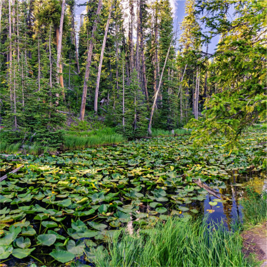 Continental Divide Serenity | Yellowstone National Park Fine Art Print
