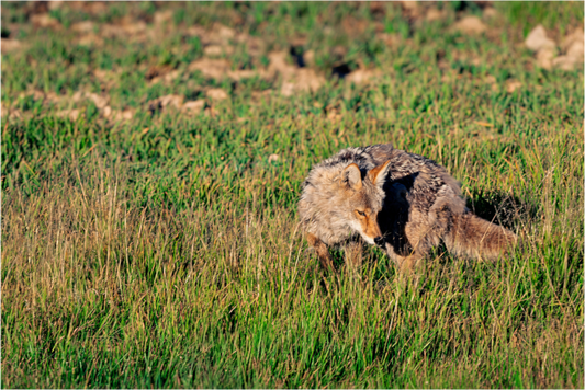 Coyote | Yellowstone National Park Fine Art Print