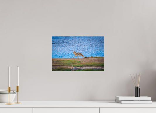 15 x 10″, Photo Print Coyote on the Prowl | Yellowstone National Park Fine Art Print