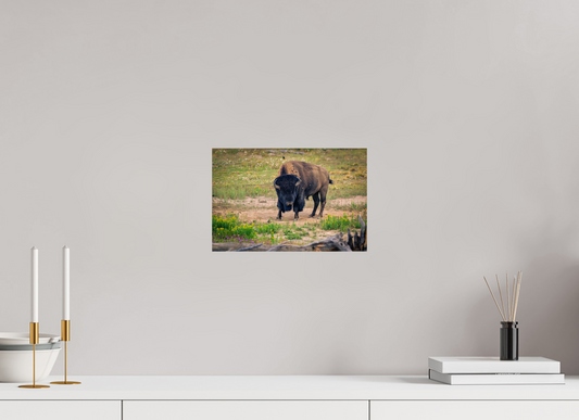 Bison | Yellowstone National Park Fine Art Print
