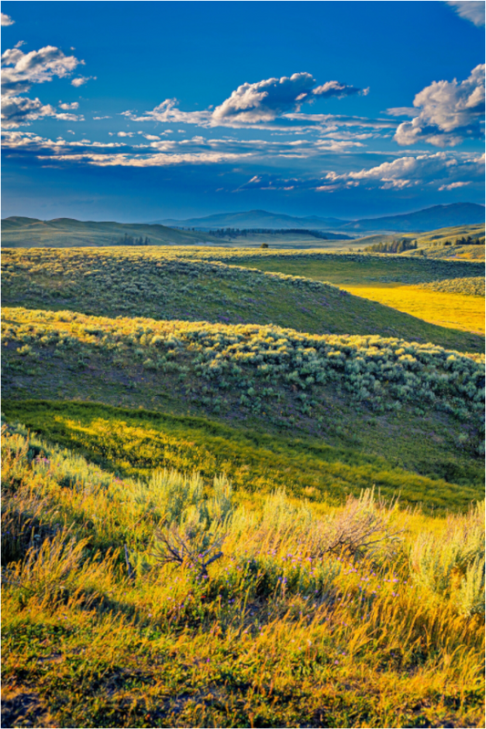 Hayden Valley | Yellowstone National Park Fine Art Print